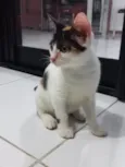 Safira