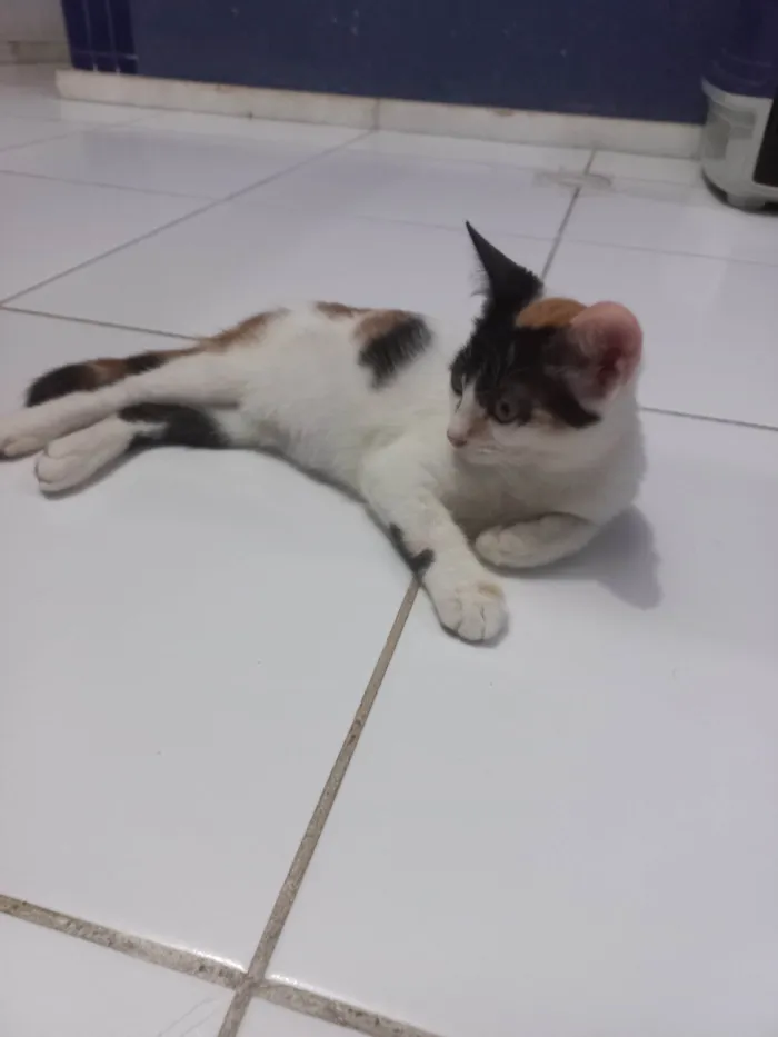 Gato ra a SRD-ViraLata idade 2 a 6 meses nome Safira