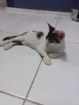 Safira