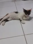 Safira