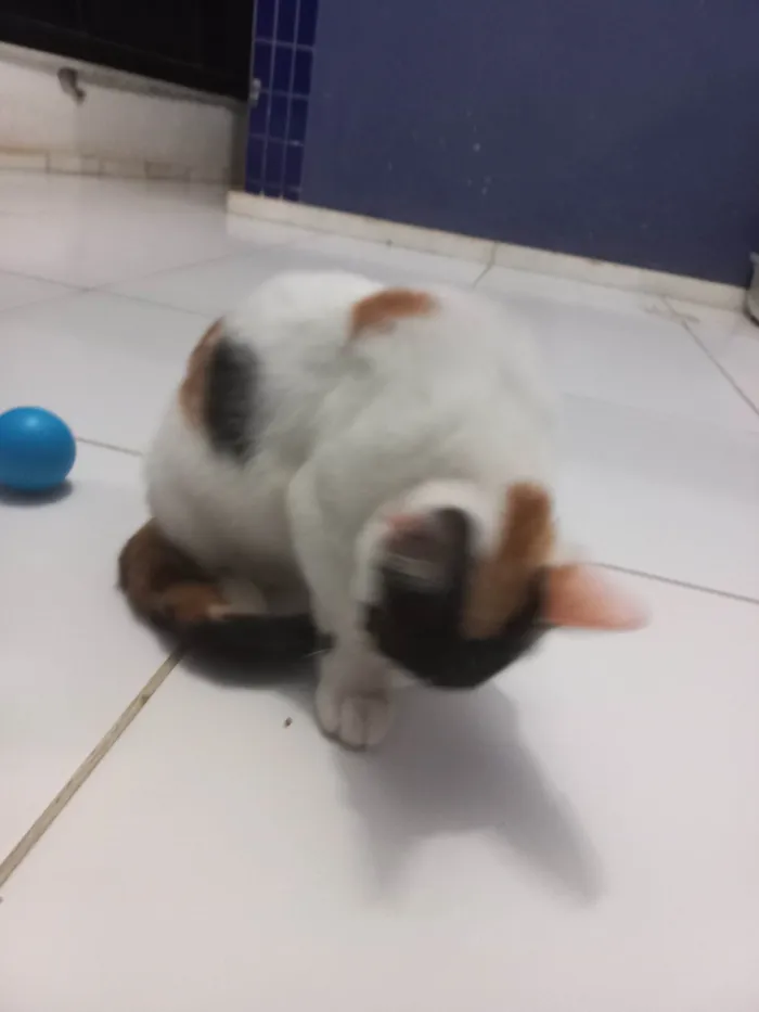 Gato ra a SRD-ViraLata idade 2 a 6 meses nome Safira