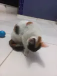 Safira