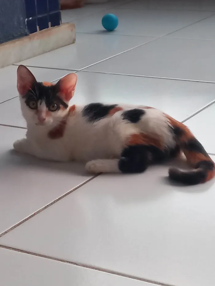 Gato ra a SRD-ViraLata idade 2 a 6 meses nome Safira