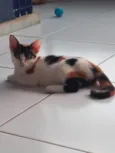 Safira