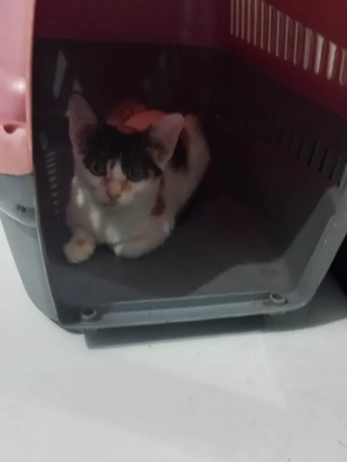 Gato ra a SRD-ViraLata idade 2 a 6 meses nome Safira