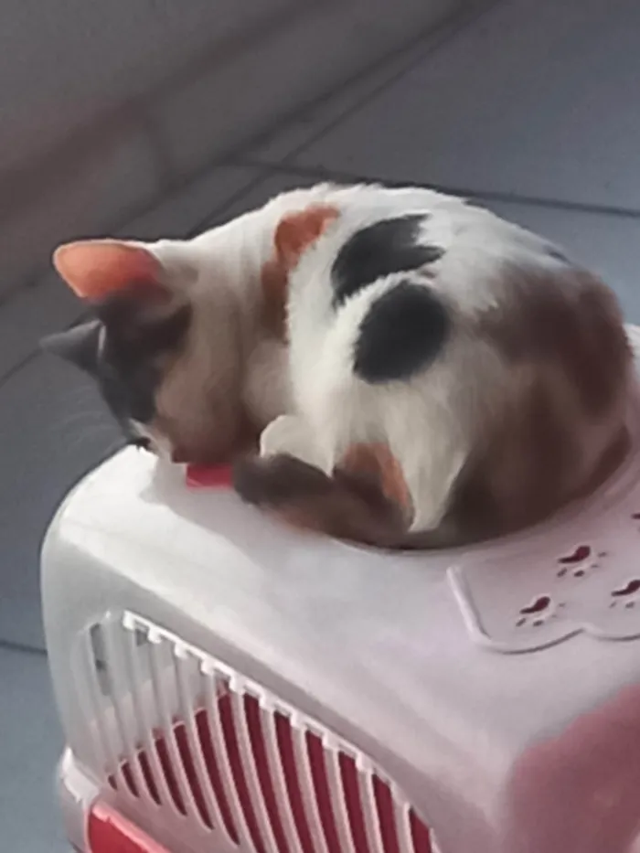 Gato ra a SRD-ViraLata idade 2 a 6 meses nome Safira