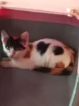 Safira
