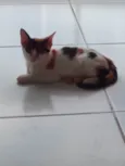 Safira