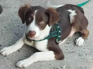 Cachorro raça Pit-Bull misturado com Border Collie idade 2 a 6 meses nome Lucky