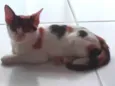 Safira