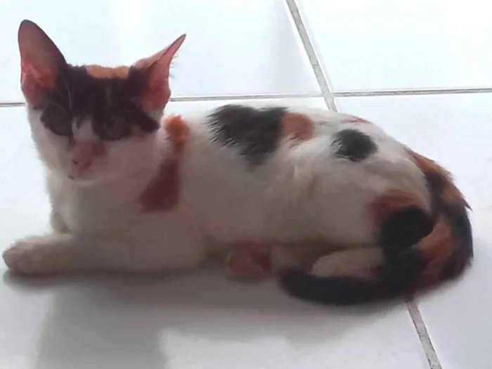 Gato ra a SRD-ViraLata idade 2 a 6 meses nome Safira