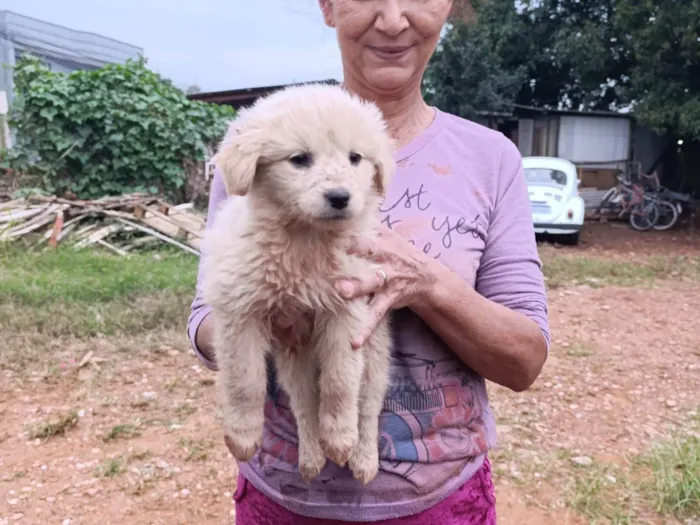 Cachorro ra a Não sei idade 2 a 6 meses nome Cachorro