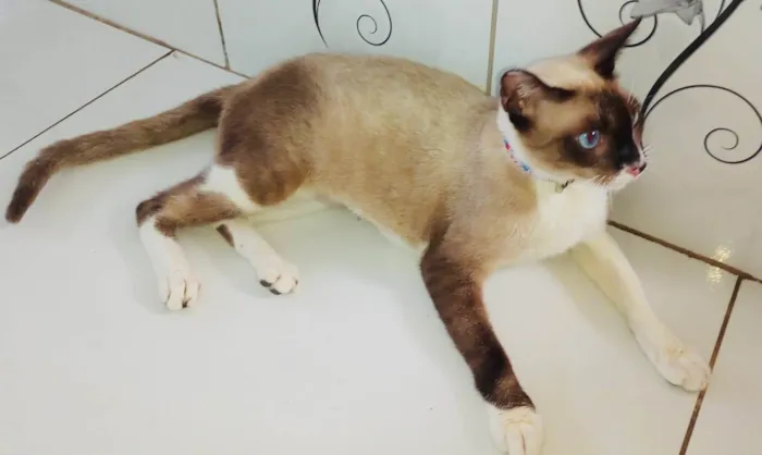 Gato ra a Normal idade 7 a 11 meses nome Xaxa