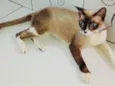 Xaxa