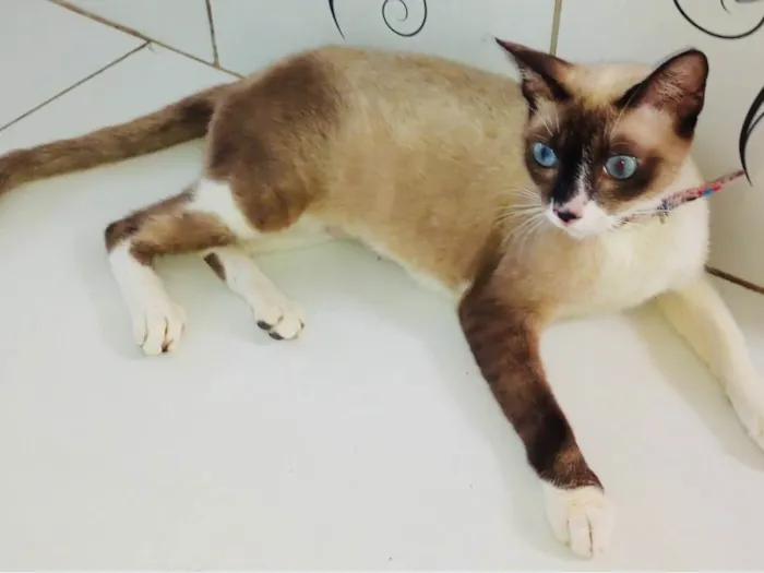 Gato ra a Normal idade 7 a 11 meses nome Xaxa