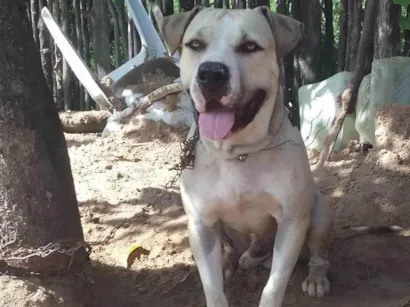 Cachorro raça Pit-Bull idade 1 ano nome Zeus