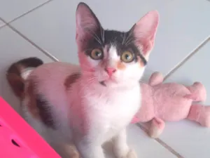 Gato raça SRD-ViraLata idade 2 a 6 meses nome Safira