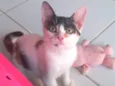 Safira