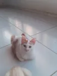 Mel