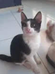 Mel