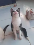 Mel