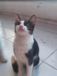 Mel