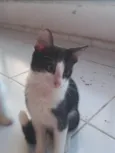 Mel