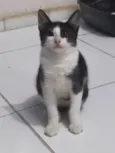 Mel