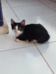 Mel
