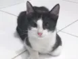 Mel