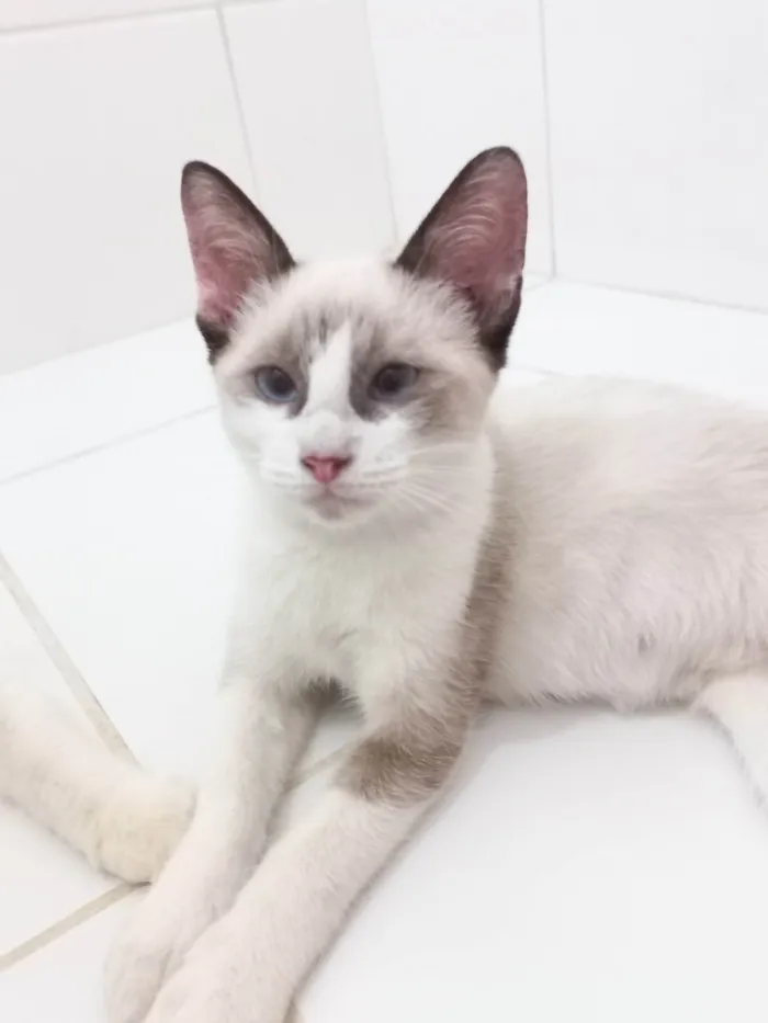Gato ra a SRD-ViraLata idade 2 a 6 meses nome Cristal 