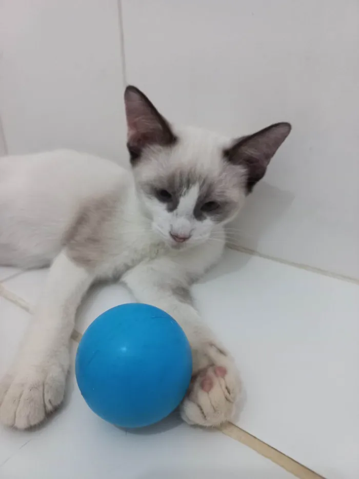 Gato ra a SRD-ViraLata idade 2 a 6 meses nome Cristal 