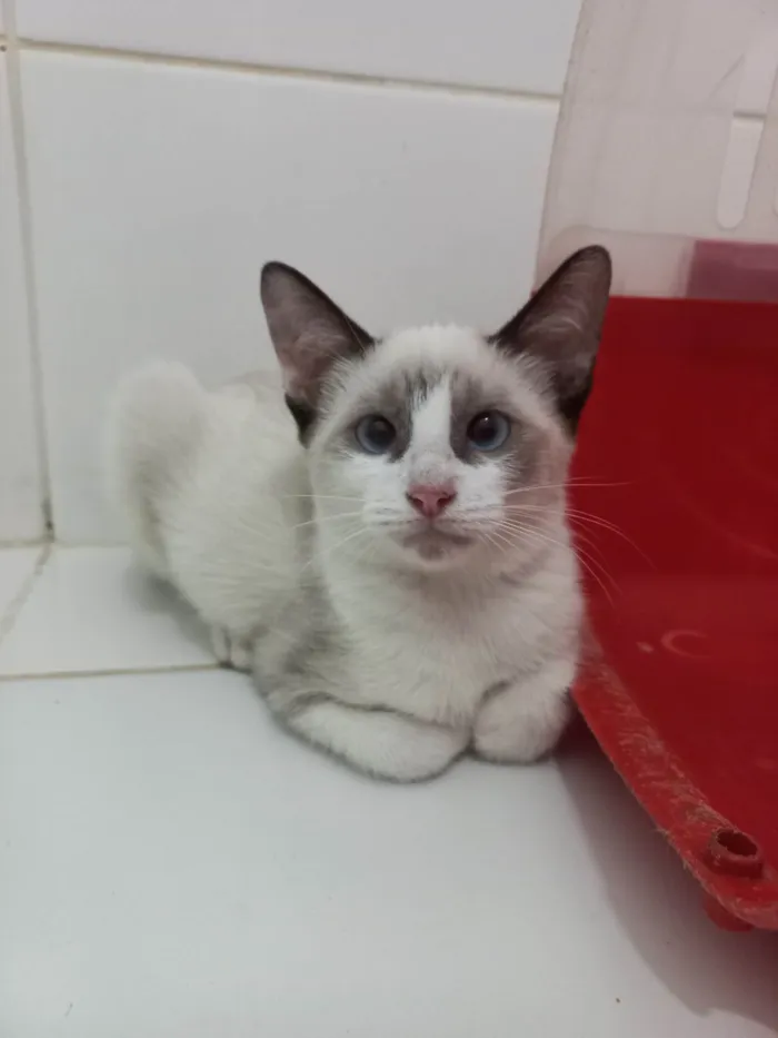 Gato ra a SRD-ViraLata idade 2 a 6 meses nome Cristal 