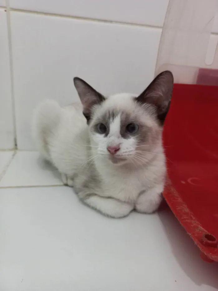 Gato ra a SRD-ViraLata idade 2 a 6 meses nome Cristal 