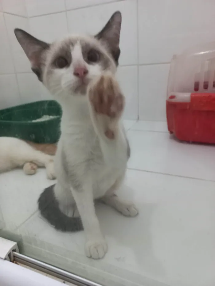 Gato ra a SRD-ViraLata idade 2 a 6 meses nome Cristal 
