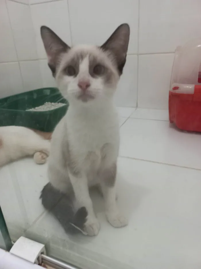 Gato ra a SRD-ViraLata idade 2 a 6 meses nome Cristal 