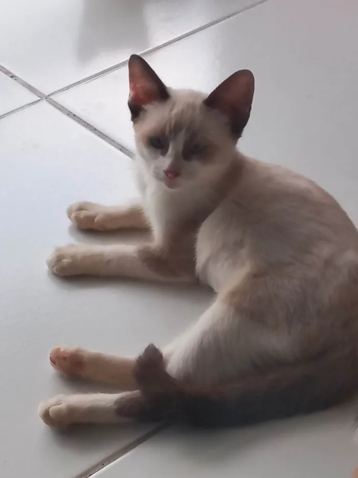 Gato ra a SRD-ViraLata idade 2 a 6 meses nome Cristal 