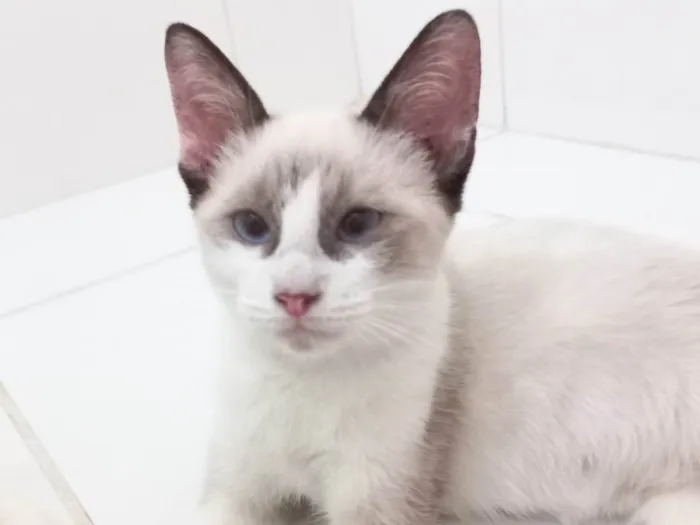 Gato ra a SRD-ViraLata idade 2 a 6 meses nome Cristal 