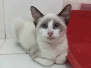 Gato raça SRD-ViraLata idade 2 a 6 meses nome Cristal 