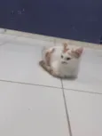 Nino