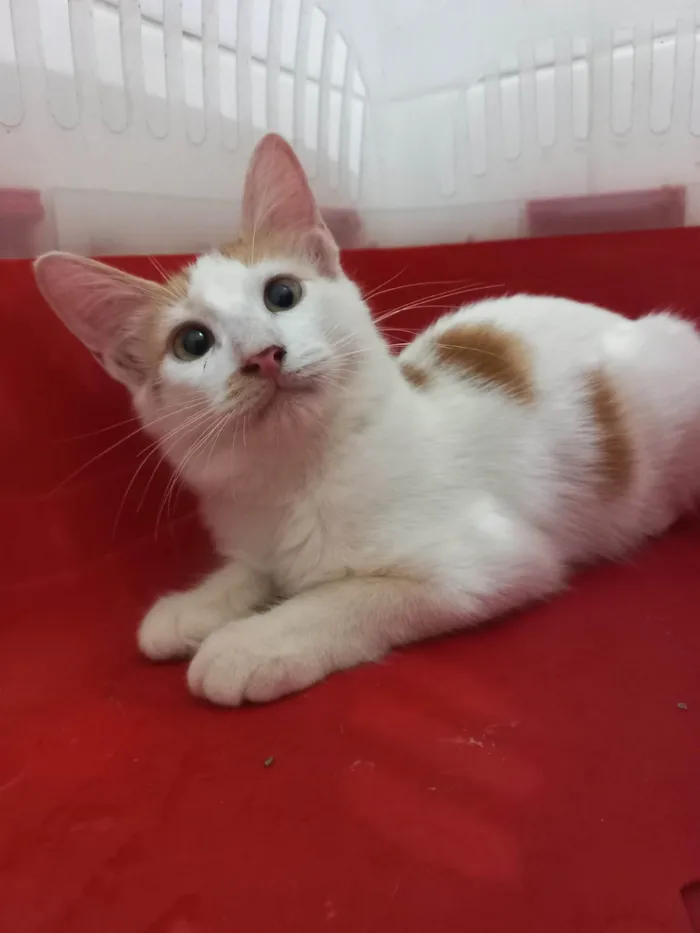 Gato ra a SRD-ViraLata idade 2 a 6 meses nome Pool