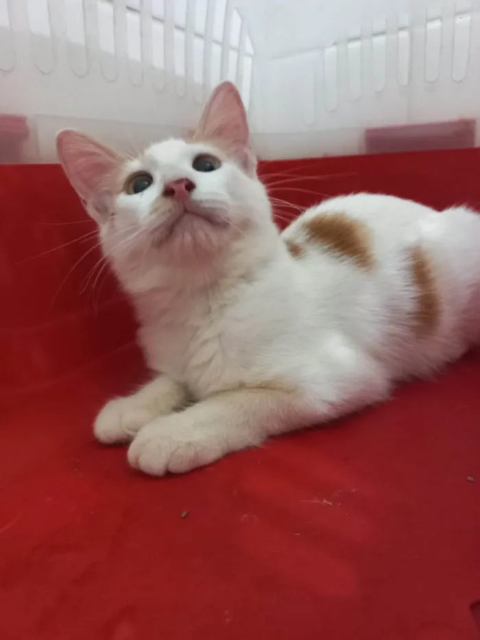 Gato ra a SRD-ViraLata idade 2 a 6 meses nome Pool
