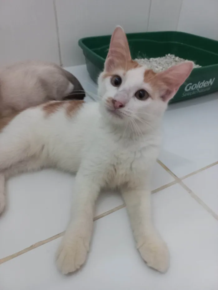 Gato ra a SRD-ViraLata idade 2 a 6 meses nome Pool