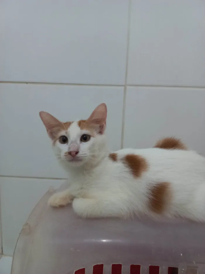 Gato ra a SRD-ViraLata idade 2 a 6 meses nome Pool