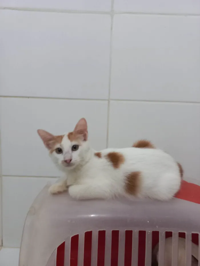 Gato ra a SRD-ViraLata idade 2 a 6 meses nome Pool