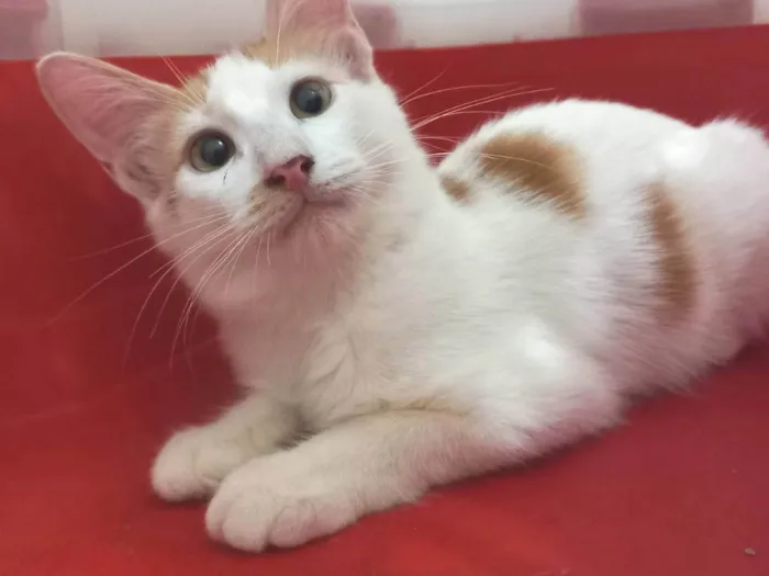 Gato ra a SRD-ViraLata idade 2 a 6 meses nome Pool
