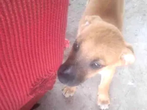 Cachorro raça Srd idade 2 a 6 meses nome Bily