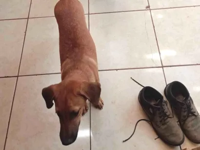 Cachorro raça SRD-ViraLata idade 1 ano nome Bob. Thor