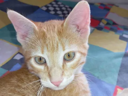 Gato raça Não sei idade 1 ano nome Amarelinho