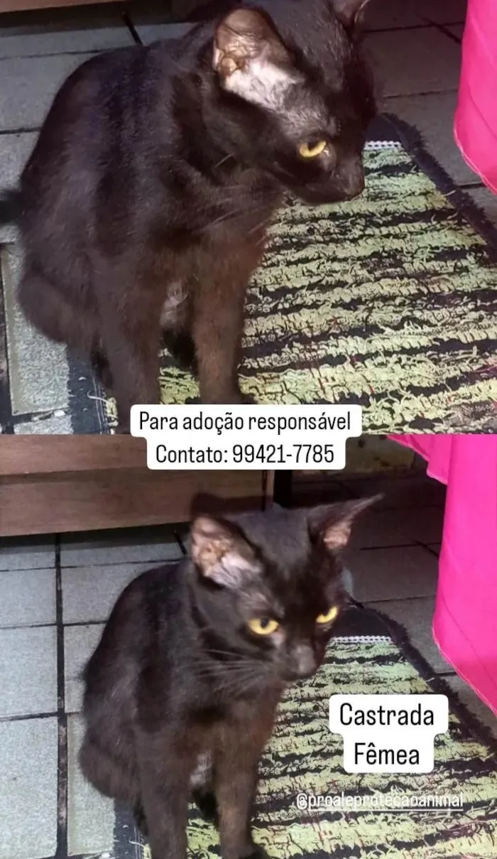 Gato ra a  idade 1 ano nome Melissa